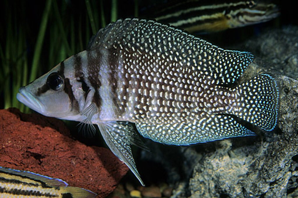 Calvus Cichlid