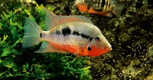 Firemouth Cichlid: Care, Tank Setup, Diet, Breeding & More 