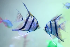 Angelfish