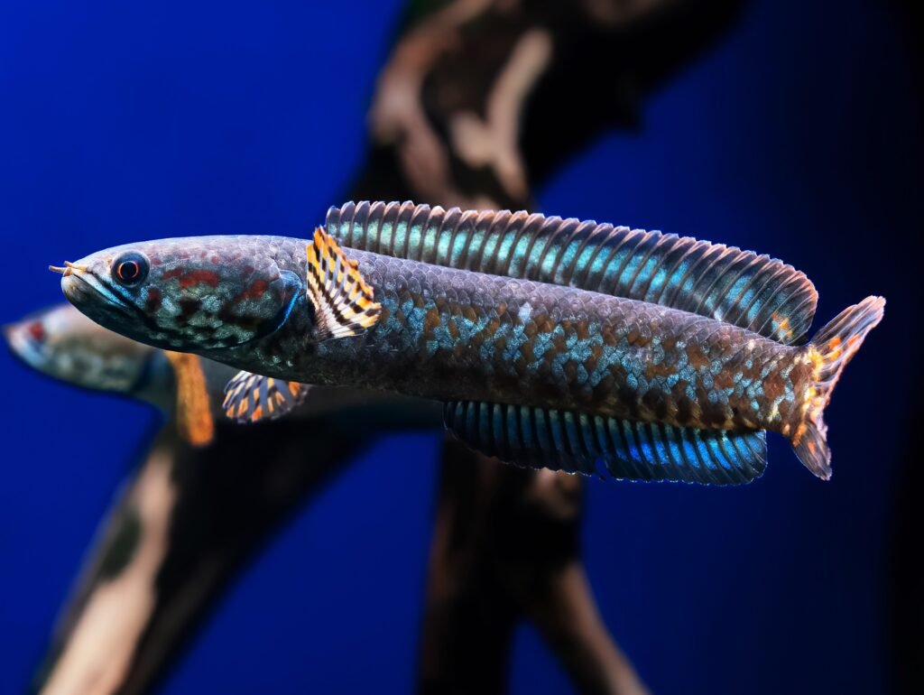 The Fascinating World of Channa Snakehead Fish