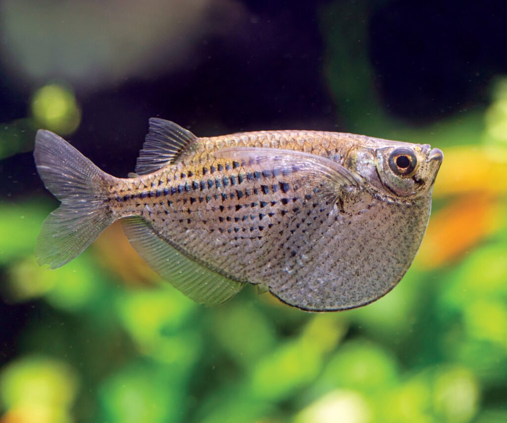 Hatchetfish Care: Insider Tips for Thriving Aquariums | Diet, Habitat, Tank Mates & More Hatchetfish care, Gasteropelecidae, Freshwater hatchetfish, Silver hatchetfish care, Marble hatchetfish tank, Common hatchetfish diet, hatchetfish aquarium setup, hatchetfish tank size, hatchetfish water parameters, hatchetfish tank mates