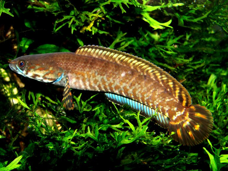 The Fascinating World of Channa Snakehead Fish