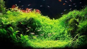 Saltwater vs. Freshwater Aquariums: Weighing the Pros and Cons