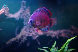 If you are passionate about fishkeeping, aquariums, and the underwater world, we invite you to join the Fishfolio community