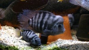 Convict Cichlids: The Jailbird of the Aquarium World