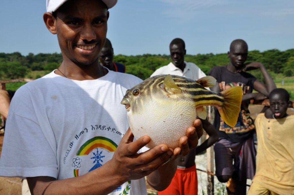 Fahaka Puffer Fish: Guide to Keeping - fishfolio