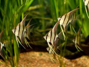 "Angelfish Varieties: Comprehensive Care Guide and Facts"