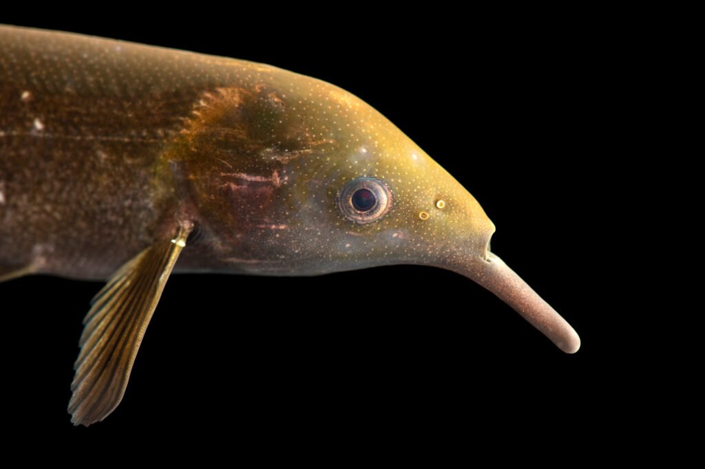 Elephant Nose Fish: Comprehensive Care Guide, Facts, and Habitat