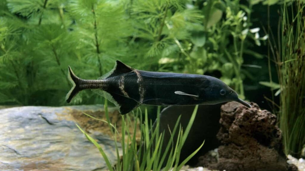 Elephant Nose Fish: Comprehensive Care Guide, Facts, and Habitat