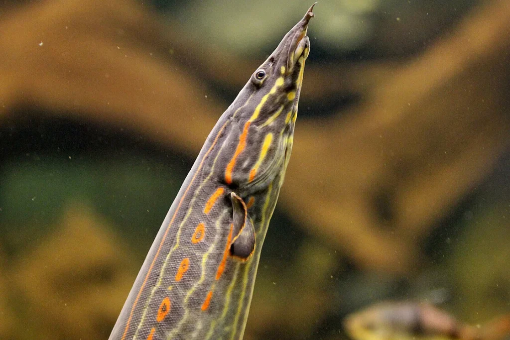 Fire Eel: Comprehensive Care Guide, Facts, and Habitat