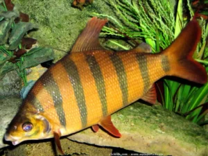 Six-Banded Distichodus: Comprehensive Care Guide, Facts, and Habitat