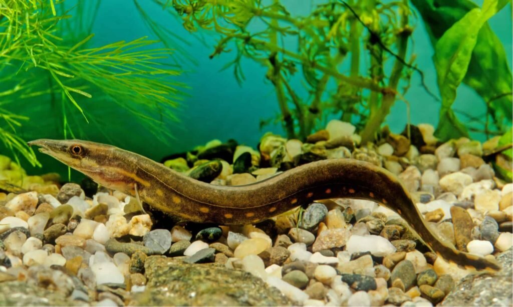 Fire Eel: Comprehensive Care Guide, Facts, and Habitat