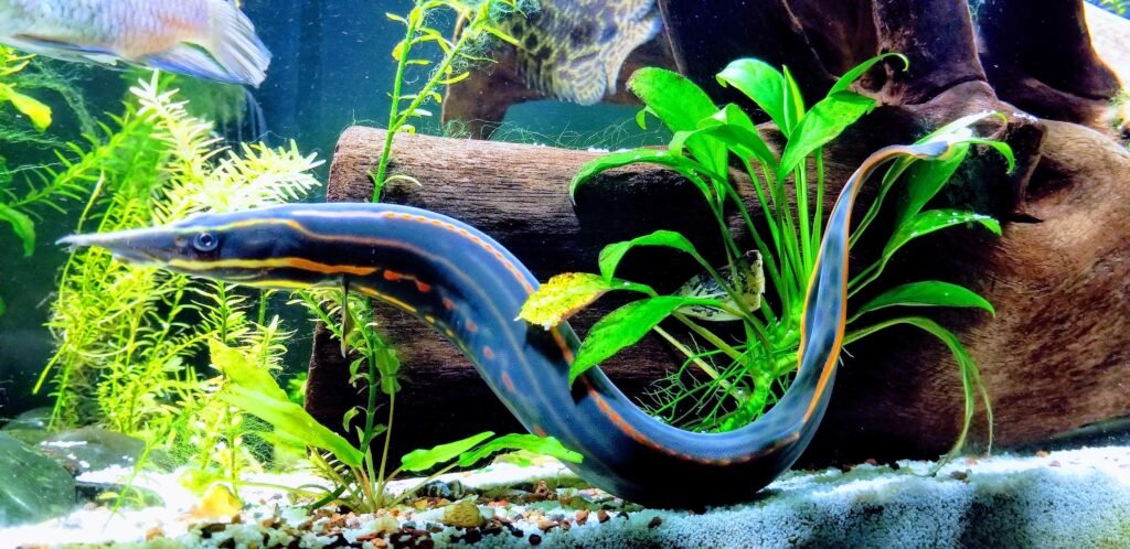 Fire Eel: Comprehensive Care Guide, Facts, and Habitat